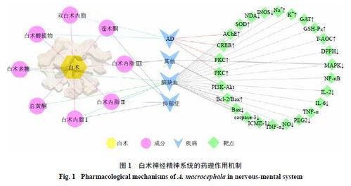 白术机制爆料最新进展,揭秘中药新功效  第1张