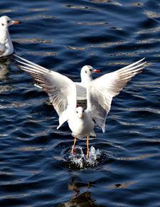 天津海鸥爆料视频曝光是真的吗,天津海鸥爆料视频真实性揭秘